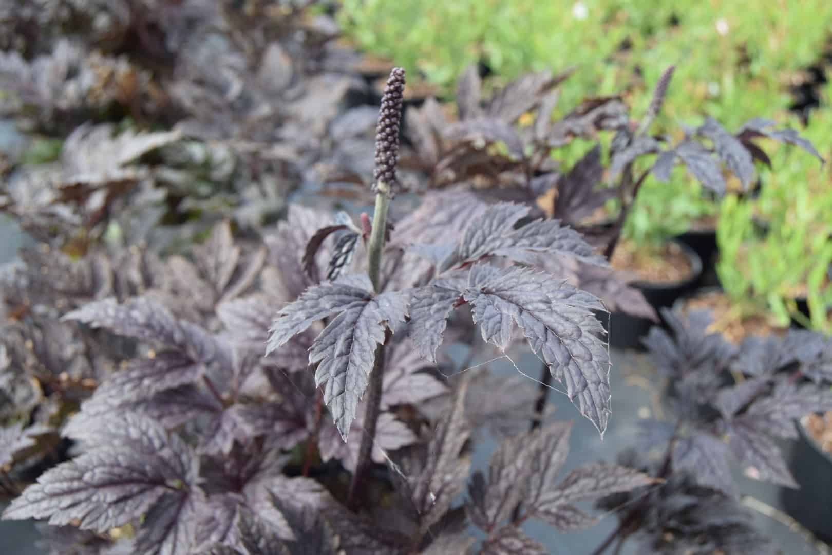 Actaea simplex 'Pink Spike'